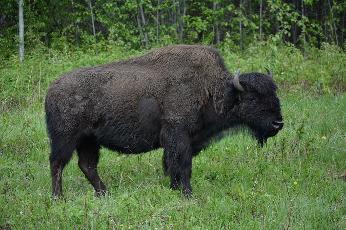 Bison