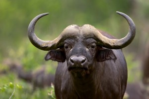 Bison