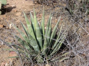 Cacti