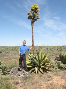 Cacti