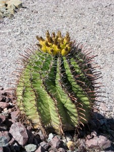 Cacti