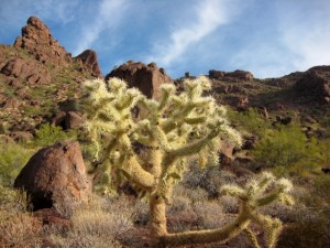 Cacti
