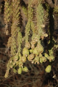 Cacti