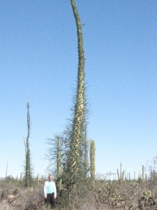 Cacti