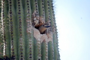 Cacti