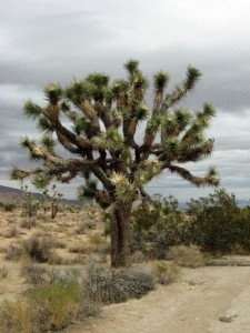 Cacti