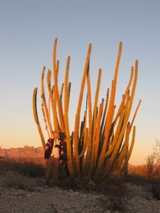 Cacti