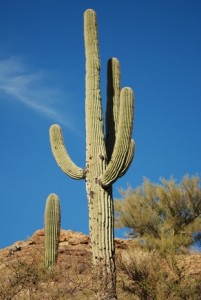 Cacti