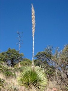 Cacti