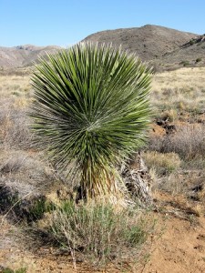 Cacti