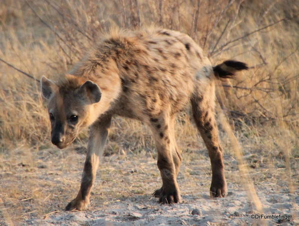 Okavango