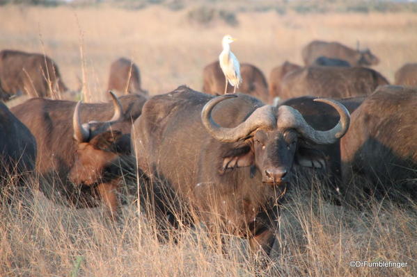 Okavango