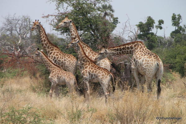 Okavango