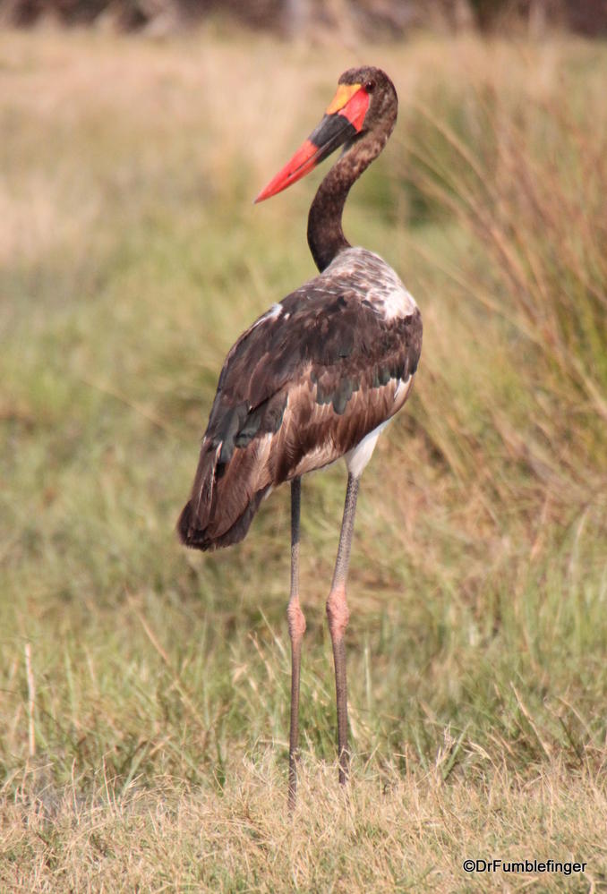 Okavango