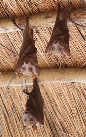Bats