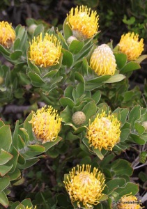 Cape Point