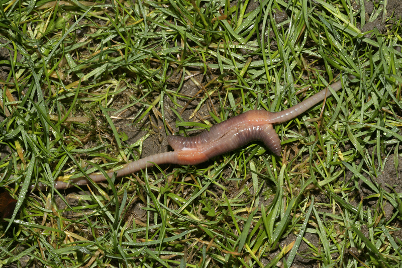 WORM SEX My Thatched Hut 