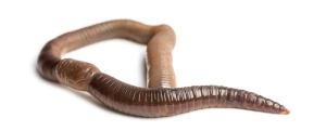 Worm Sex