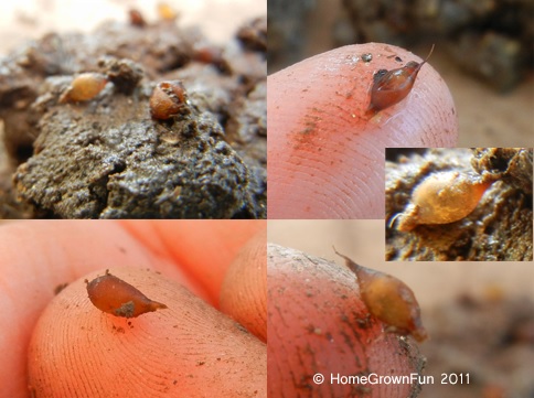 worm sex