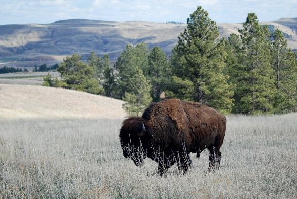 Black Hills
