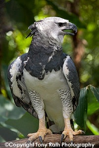 Harpy Eagle Belize Zoo