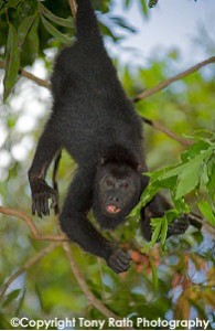 Howler Monkey Belize Zoo