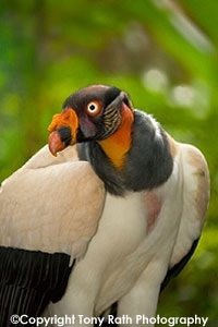 King Vulture Belize Zoo