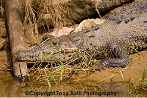 Morlet's Croc Belize Zoo