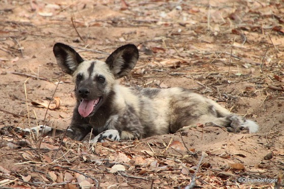 African Wild Dogs
