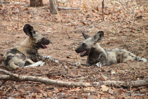 African Wild Dogs