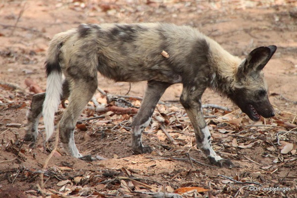 African Wild Dogs