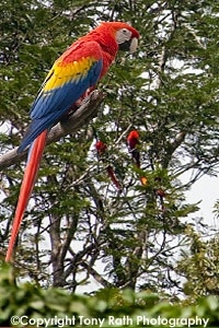 Scarlet Macaw Belize Zoo