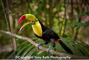 Toucan Belize Zoo