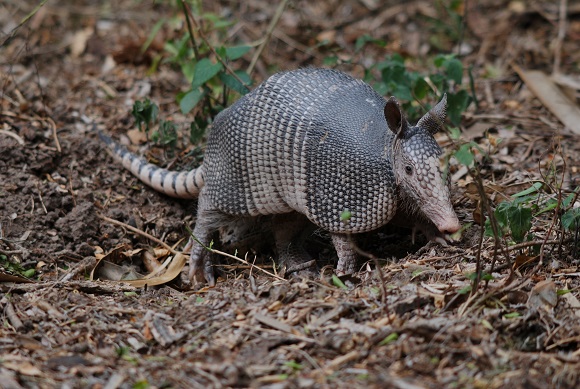 Armadillo