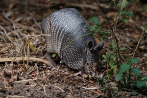 Armadillo