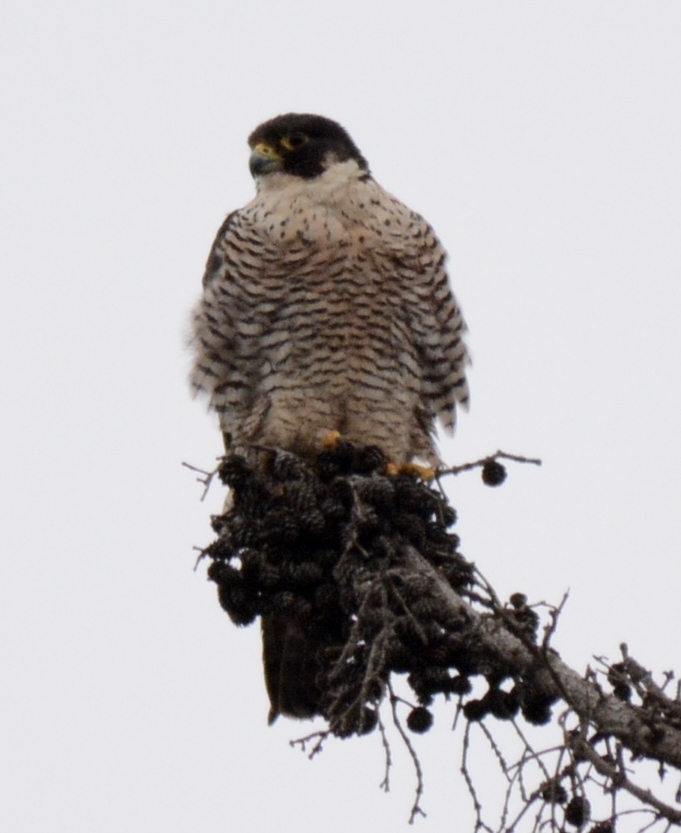 falcon