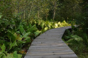 Revelstoke NP