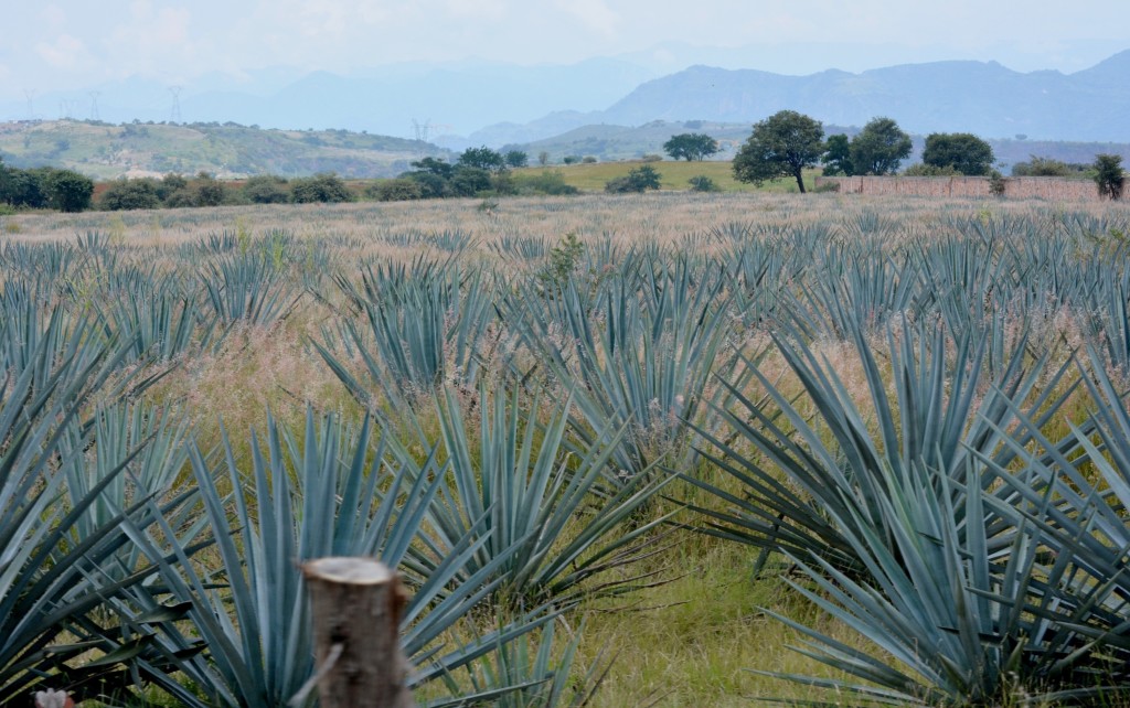 Agave