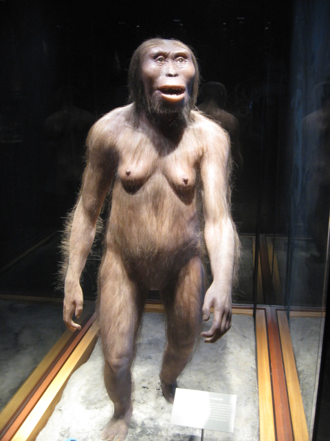 Anthropology