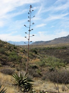 Agave
