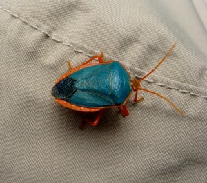 Bug