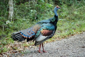 Ocellated Turkey
