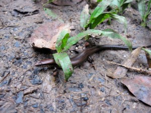 skink