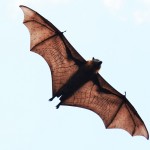 Flying Fox