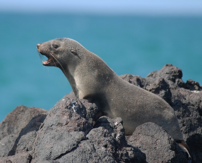 NZ Fur Seal