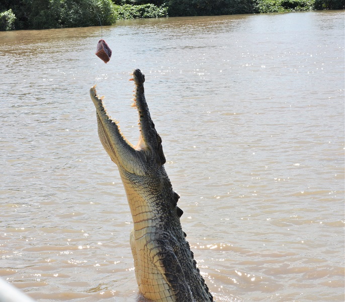 Jumping Croc