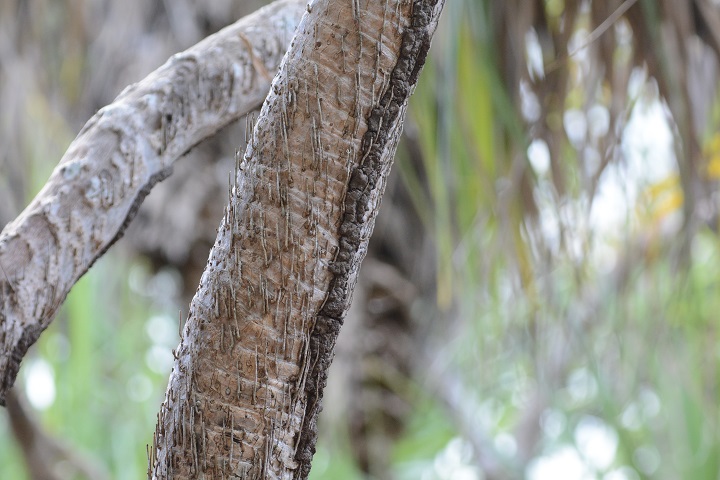 Termite Mounds