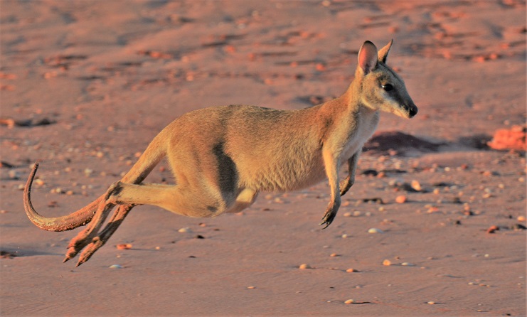 Kangaroo