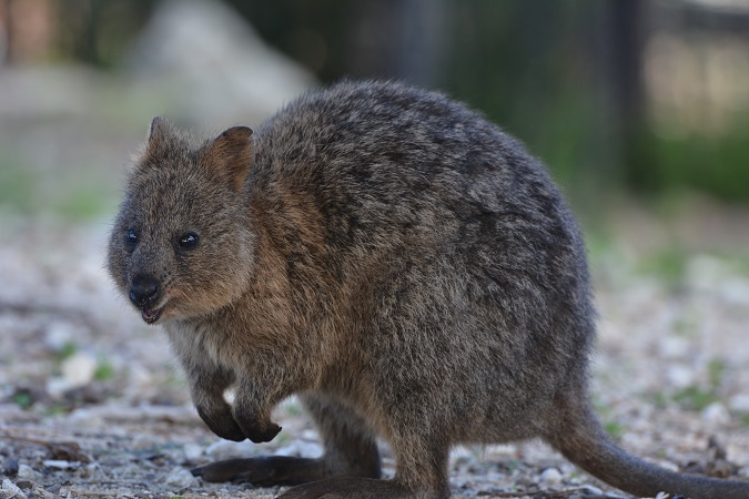 Kangaroo