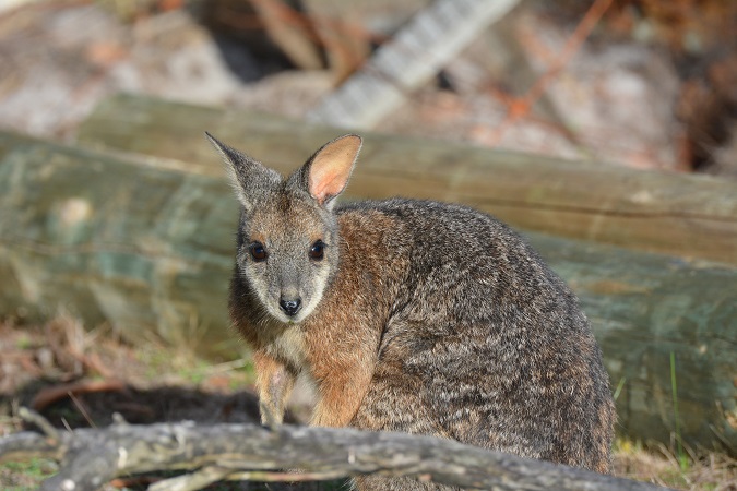 Kangaroo